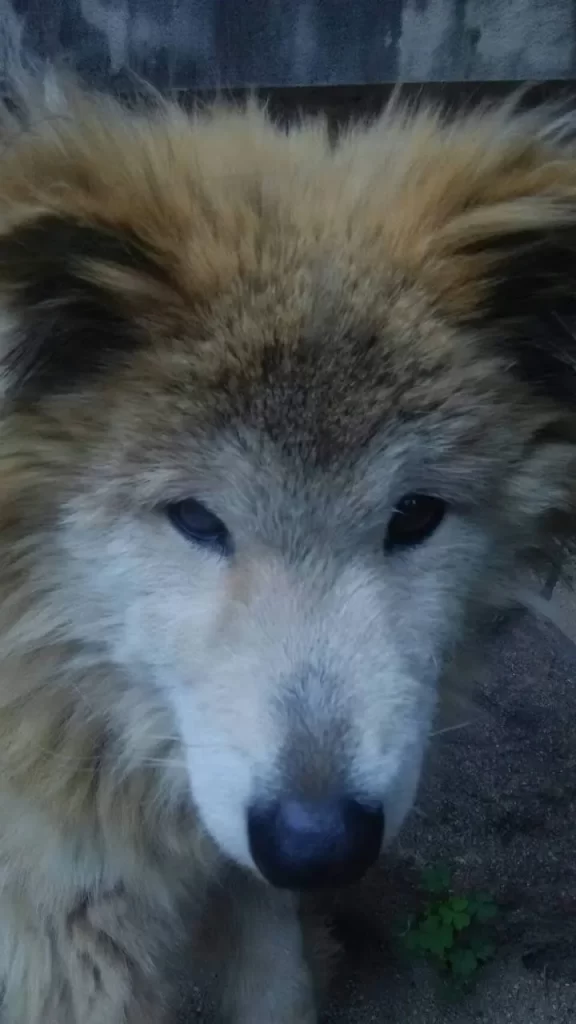 法恩寺どうぶつ供養塔陽なたギャラリー犬画像