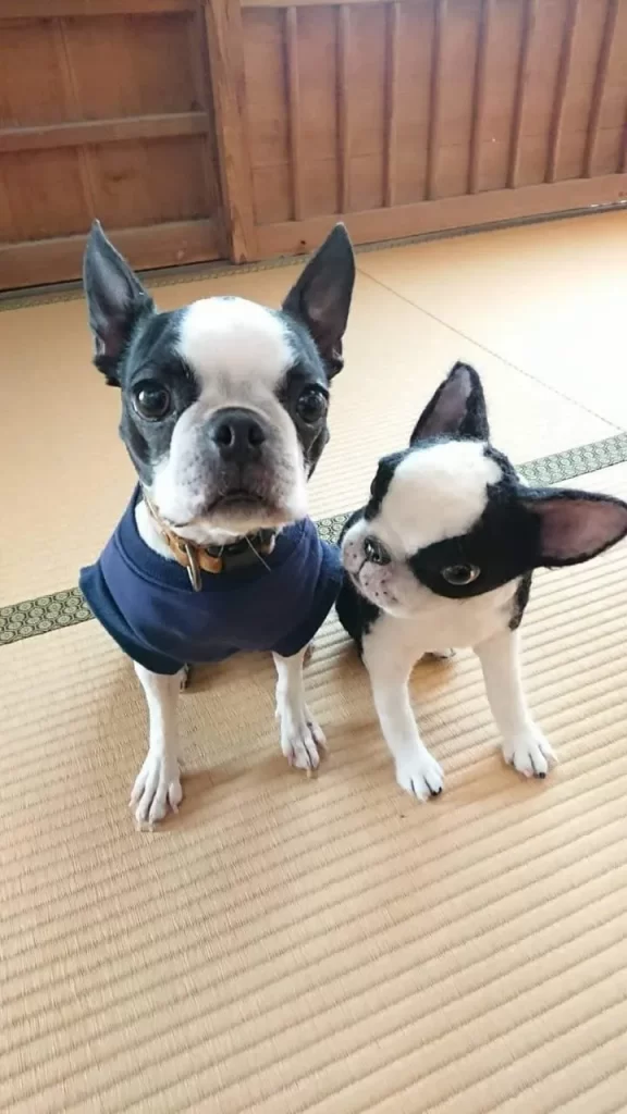 法恩寺どうぶつ供養塔陽なたギャラリー犬の実物とぬいぐるみの画像