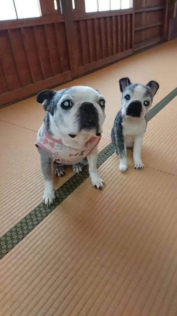 法恩寺どうぶつ供養塔陽なたギャラリー犬の実物とぬいぐるみの画像_2