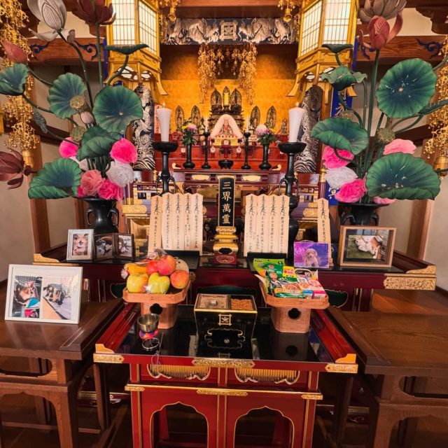 本日は『どうぶつ供養祭』を開催❗️  皆さん涙ながらに心からの供養をされてました。
本当に愛されていたんだなぁと感じました🍀  これからもしっかりと供養して参ります🙏  #出雲#法恩寺#どうぶつ供養#ペット供養#ペット納骨#ペット墓#供養祭#愛してくれて#ありがとう#虹の橋#天国#待っている#忘れない