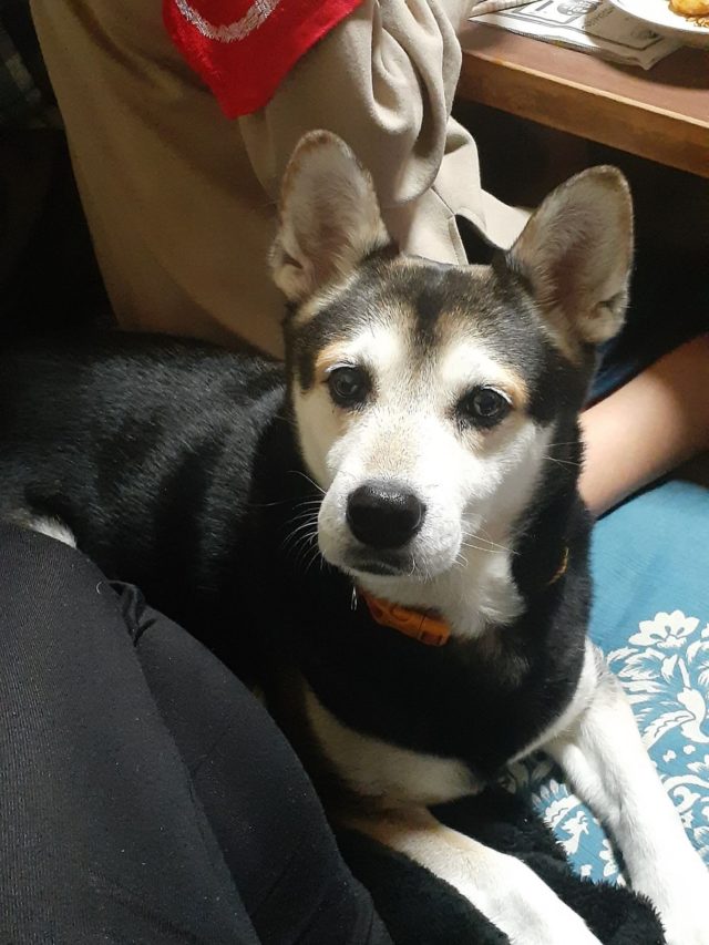 本日はわんこのロコちゃんのお葬式とご納骨🙏  突然のお別れで家族の皆さんもショックは大きかったことと思いますが、涙ながらに心からその子を想い送ってあげることができてロコちゃんも幸せだったと思います🥲  安らかに🍀  #どうぶつ供養#ペット供養#家族#お葬式#見送り#虹の橋#待っている#いつでも会える#出雲#法恩寺#どうぶつ供養塔#陽なた#納骨