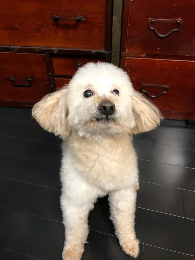 わんちゃんのミートくんのご納骨🐕  19歳の大往生。
家族に看取られ、愛情を注がれた幸せな生涯だったと感じます🥲  安らかに🍀  #ペット供養#どうぶつ供養#ペット納骨#ペットのお葬式#出雲#法恩寺#ペット墓#お見送り#虹の橋#向こうで待ってる#家族